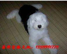 �Ϻ����ǳ�����-רҵ��ֳ�����۸��ി����Ȯ