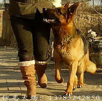 ��־Ȯ��    רҵ��ֳѵ�����۴���Ѫͳ�¹�����Ȯ��Ȯ