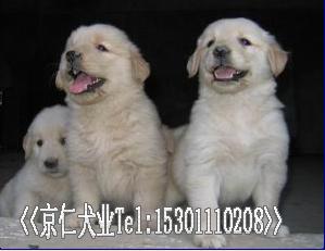 ����Ȯҵ���۽�ëѰ����Ȯ%-��Ӧ���ﹷ