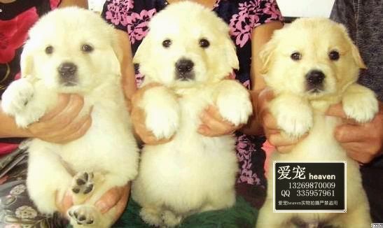 Ȯ��ֱ��!!��Ʒ��ë����!!-��Ӧ�����ṩ