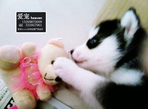 ����Ʒ��ʿ�������С���-��Ӧ���ﹷ