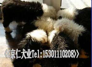 ����Ȯҵ��ֻ���̴���%-��Ӧ���ﹷ