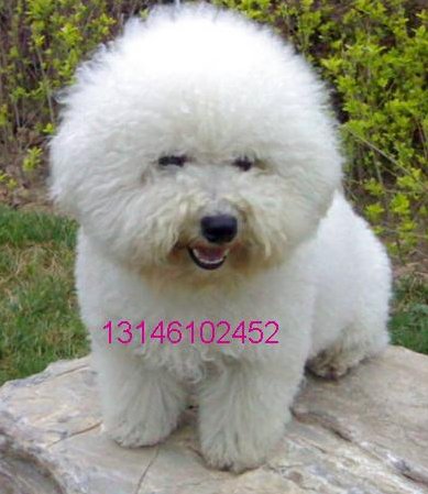 ��Ӧ�ɰ��ľ�ë���ܱ���
