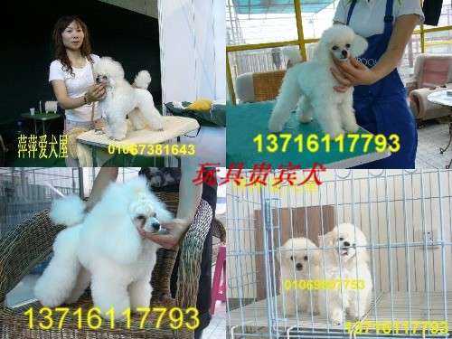 ��Ӧ��ɫ���Ȯ3-��Ӧ���ﹷ