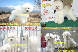 ��Ӧ��ë����Ȯ -��Ӧ���ﹷ