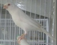 ��ܽ��