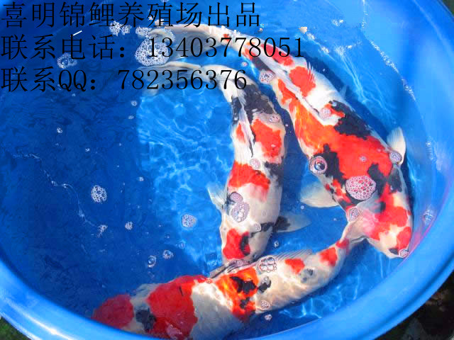 ��Ӧ��������-��Ӧ����