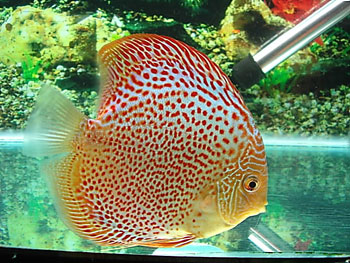 ������