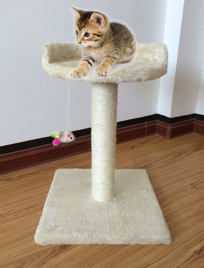 ��Ӧ���ʽ���è��̨è����